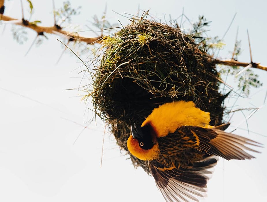 Bird watching and feeding
