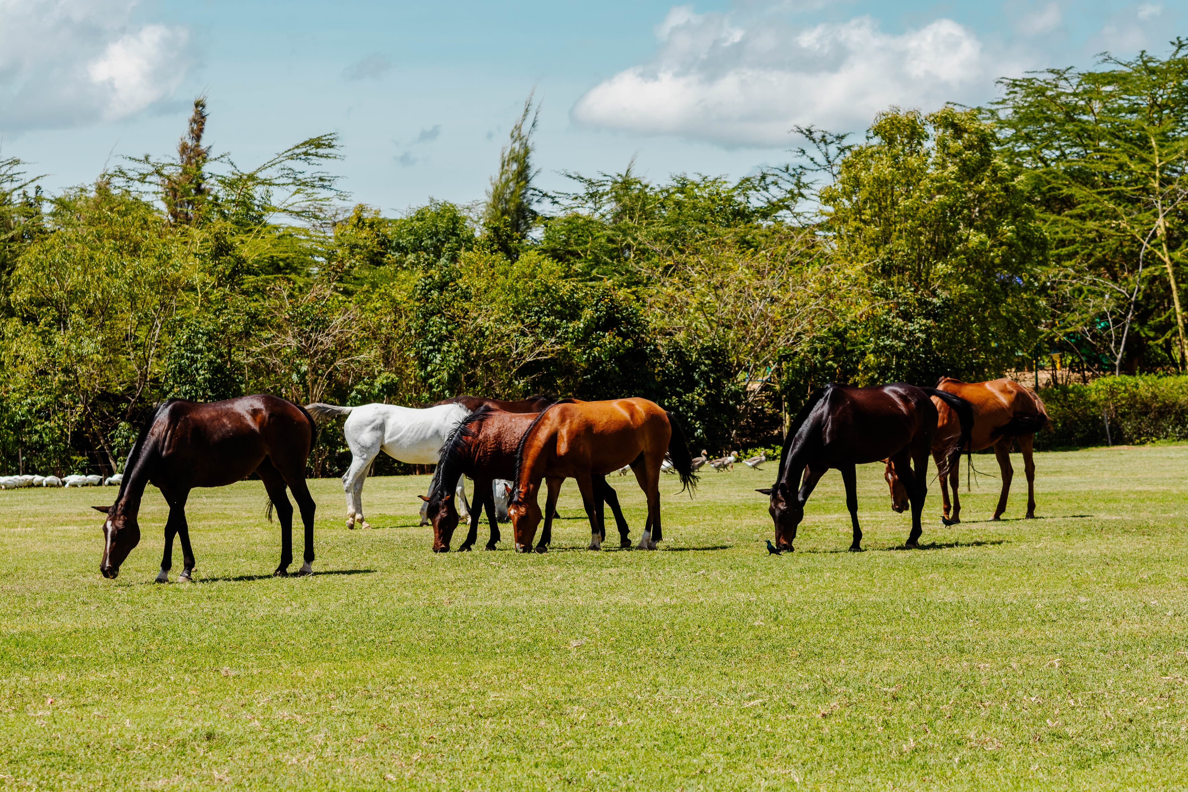 Equestrian center